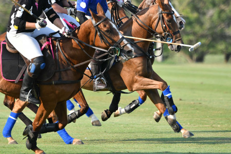 The Prince of Wales Trophy - Polo Tournament