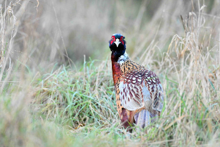 Helicopter Charter to Game Shooting