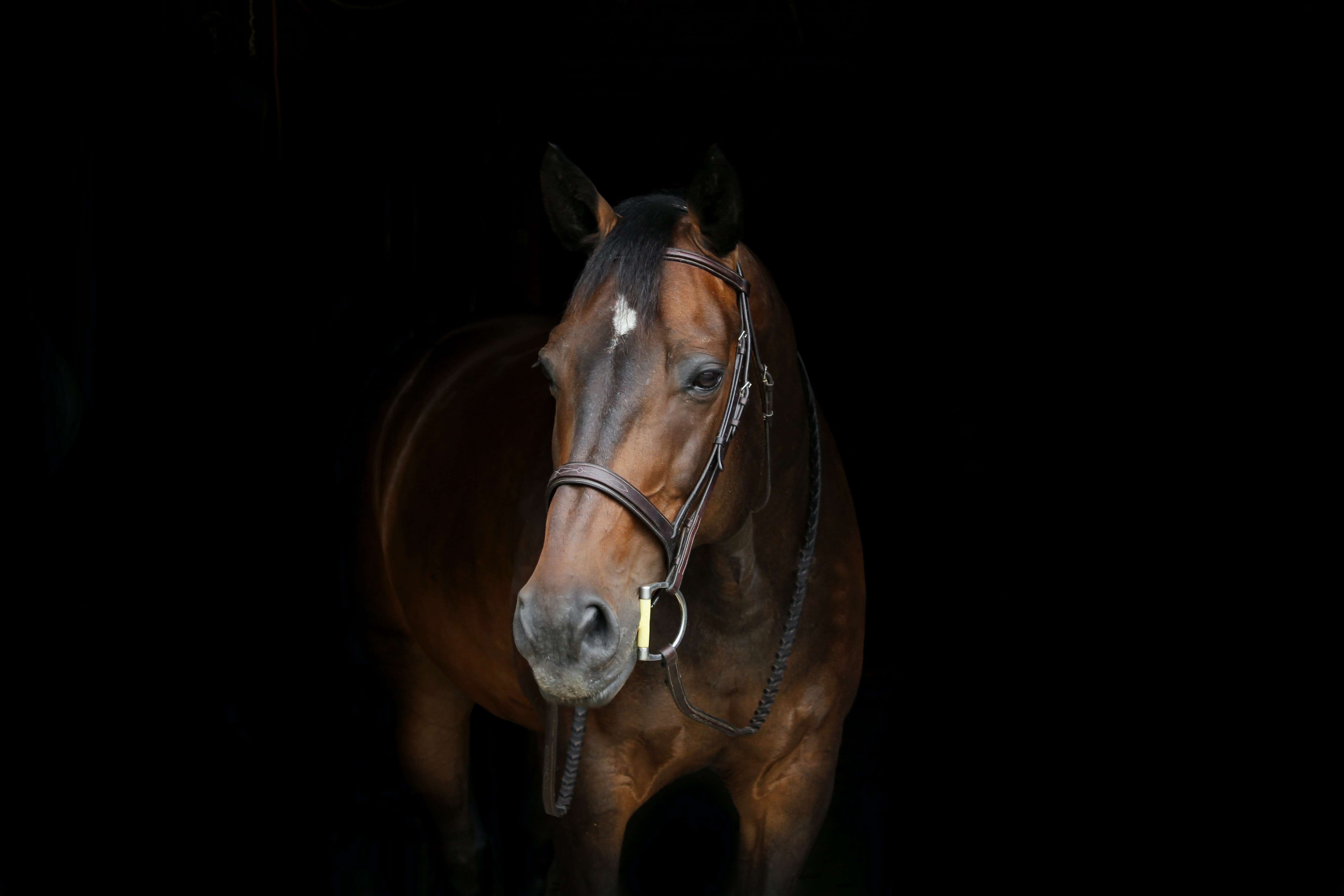 Epsom Derby - horse